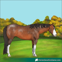 Horse Color:White Spotted Bay 