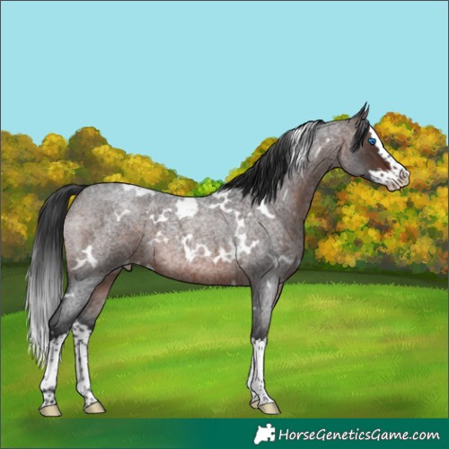 Horse Color:White Spotted Brown Roan Splash Appaloosa 