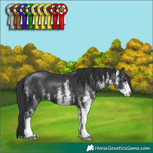 Horse Color:White Spotted Black 