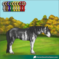Horse Color:White Spotted Black 