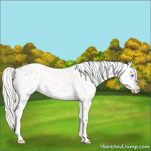Horse Color:Cremello Appaloosa 