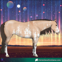 Horse Color:Bay Dun Sabino 