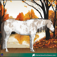 Horse Color:White Spotted Liver Red Dun Sabino 