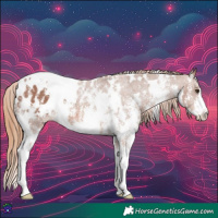 Horse Color:White Spotted Chestnut Sabino Appaloosa 