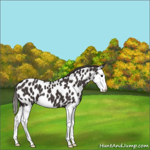 Horse Color:Smoky Black Splash Near Leopard 
