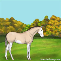 Horse Color:Amber Champagne Dun Sabino Splash 