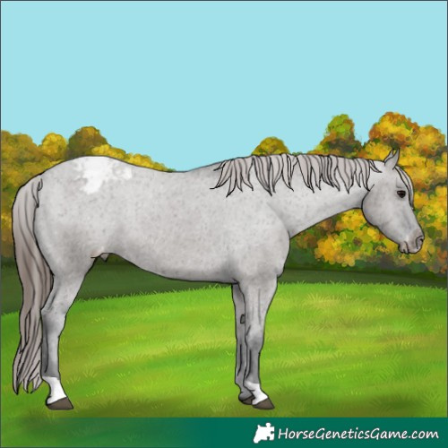 Horse Color:Grullo Appaloosa Rabicano 