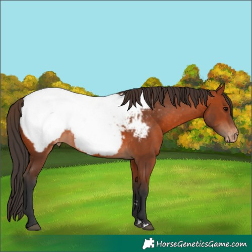 Horse Color:Bay Appaloosa 