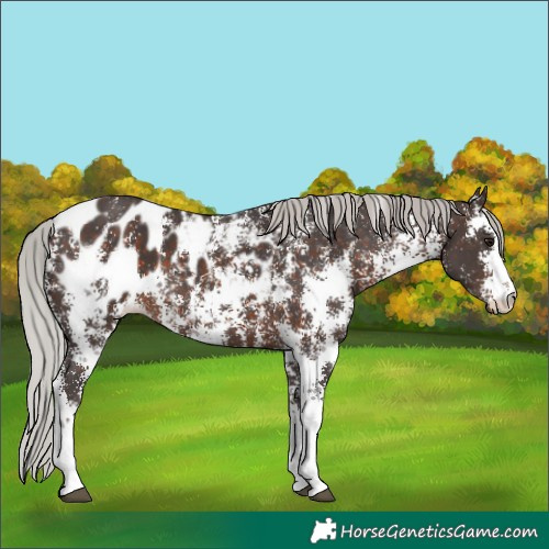 Horse Color:Silver Brown Sabino Appaloosa 