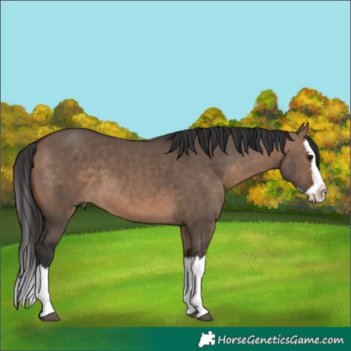 Horse Color:Brown Dun Splash 