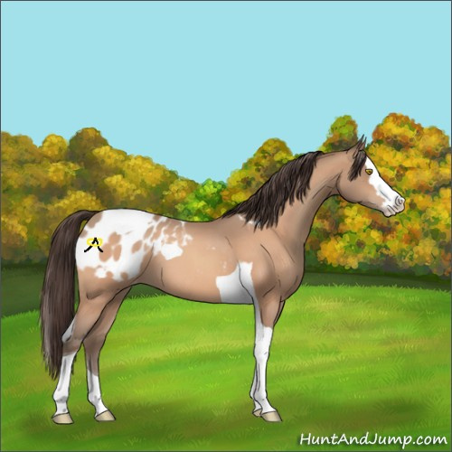 Horse Color:Amber Champagne Sabino Tobiano Blanket  and Amber Champagne Sabino Splash Tobiano Blanket 