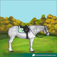 Horse Color:White Spotted Blue Roan Rabicano  and White Spotted Blue Roan Rabicano 