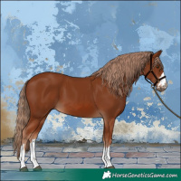 Horse Color:Chestnut 