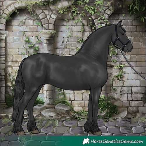 Horse Color:Black 