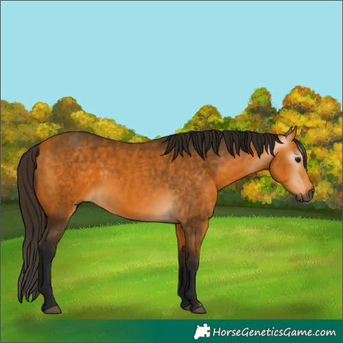 Horse Color:Gray Buckskin 