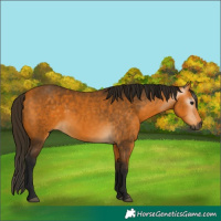 Horse Color:Gray Buckskin 