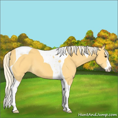 Horse Color:Palomino Splash Tobiano 