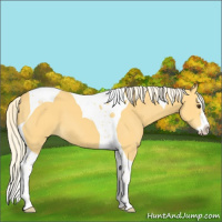 Horse Color:Palomino Splash Tobiano 