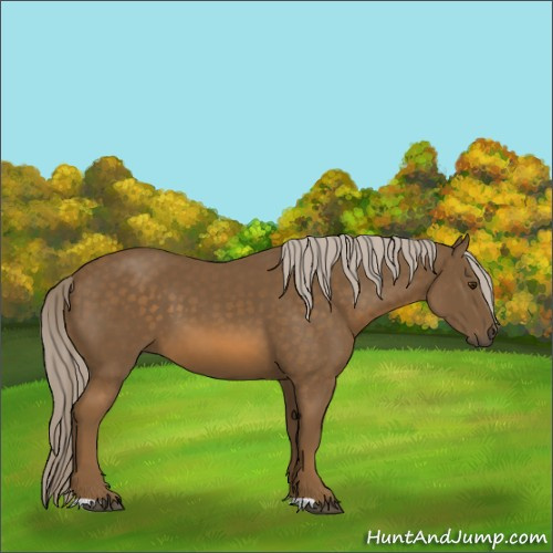 Horse Color:Chocolate Palomino 