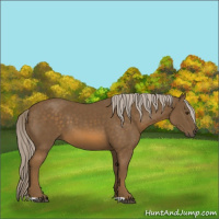Horse Color:Chocolate Palomino 