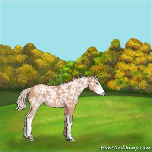 Horse Color:Silver Bay Ice Sabino