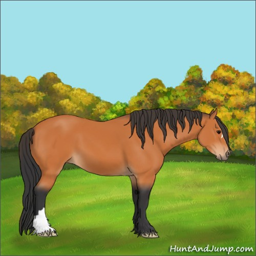 Horse Color:Unknown 
