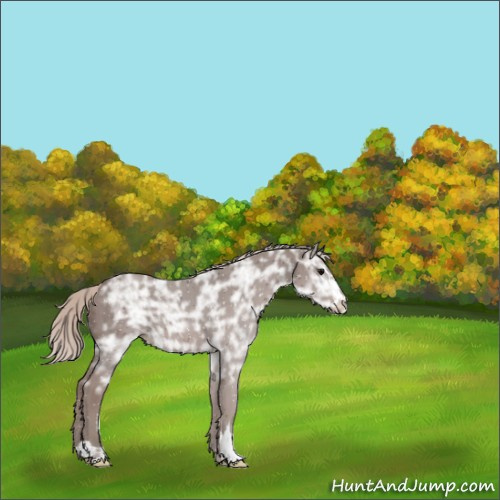 Horse Color:Silver Black Ice Sabino 