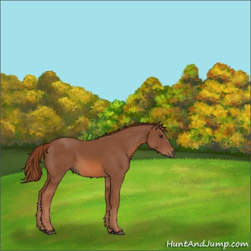 Horse Color:Chestnut Sabino
