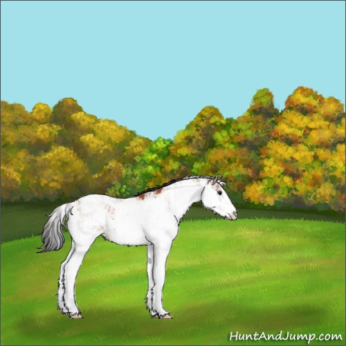 Horse Color:Bay Sabino 