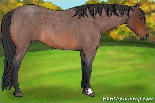 Horse Color:Bay Roan 