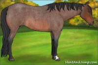 Horse Color:Bay Roan 