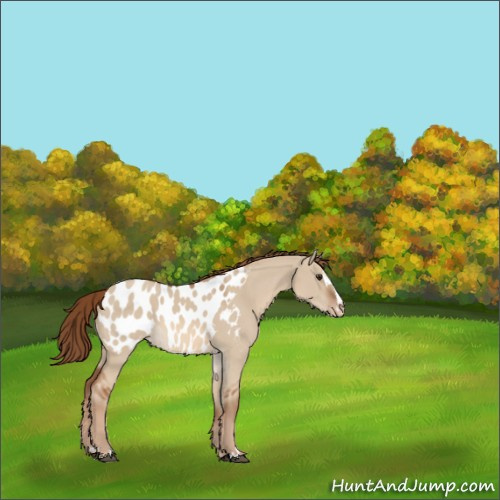 Horse Color:Red Dun Sabino Appaloosa