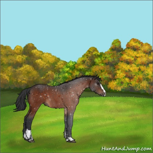Horse Color:Brown Sabino 