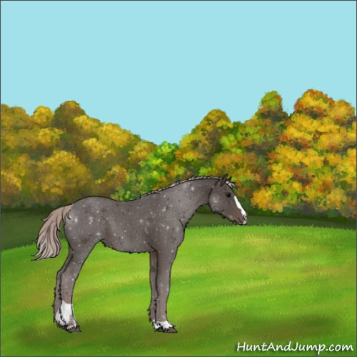 Horse Color:Silver Black Sabino 