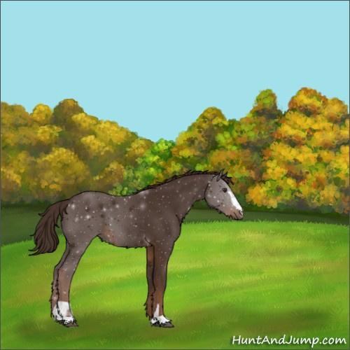 Horse Color:Liver Chestnut Sabino 