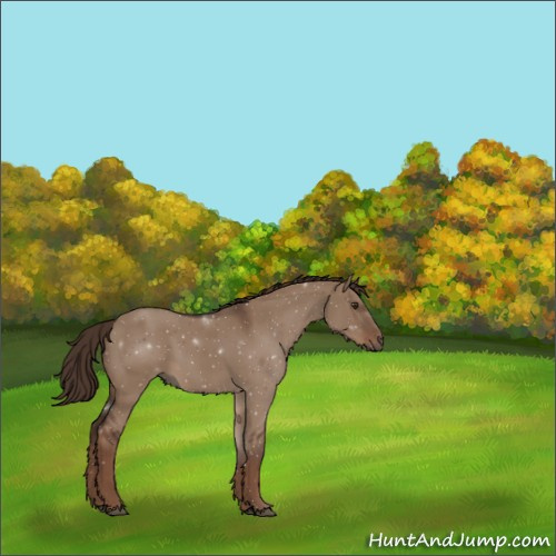 Horse Color:Liver Red Dun Sabino 