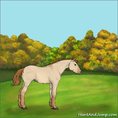 Horse Color:Unknown 