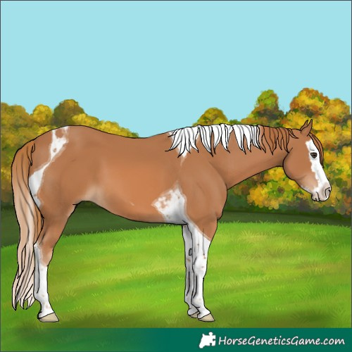 Horse Color:Chestnut Splash Tobiano 