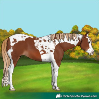 Horse Color:Chestnut Splash Tobiano