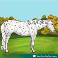 Horse Color:Silver Black Tobiano Appaloosa 