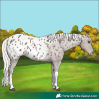 Horse Color:Silver Black Tobiano Appaloosa 
