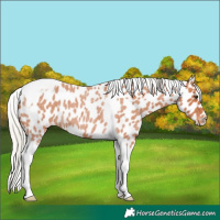 Horse Color:Silver Bay Roan Tobiano Leopard 