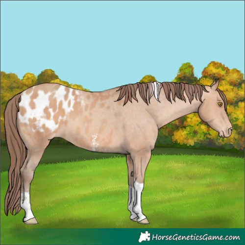 Horse Color:Amber Champagne Sabino Tobiano Appaloosa 