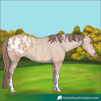 Horse Color:Amber Champagne Sabino Tobiano Appaloosa 