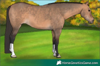 Horse Color:Bay Dun 