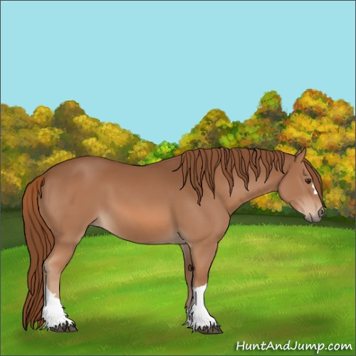 Horse Color:Unknown 