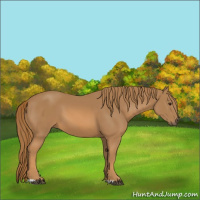 Horse Color:Unknown 