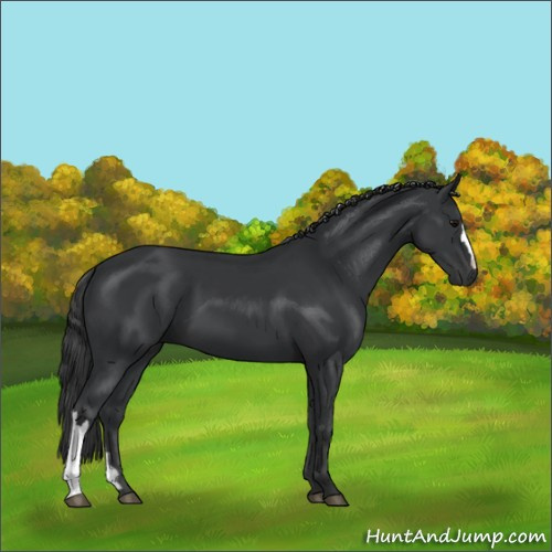 Horse Color:Black 