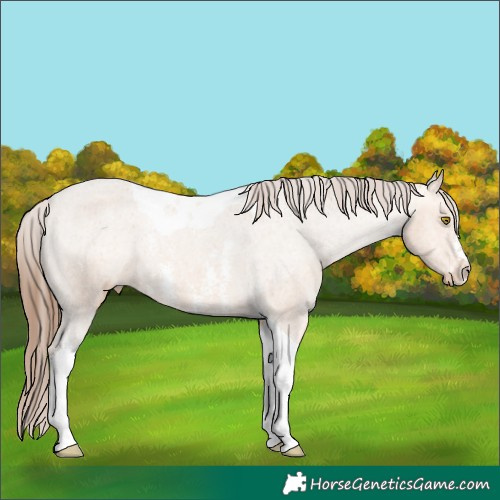 Horse Color:Amber Champagne Sabino Tobiano Appaloosa 