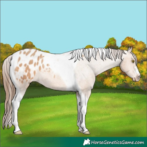 Horse Color:Amber Champagne Tobiano Appaloosa 